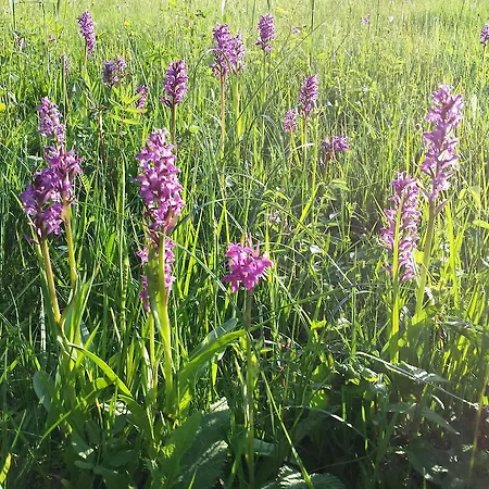 Appartement Brigitte *